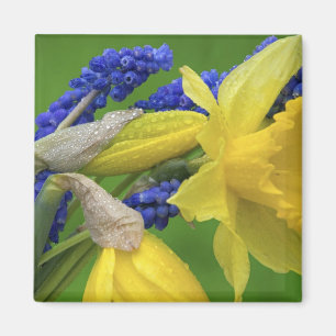 Detail of daffodil and hyacinth flowers. Credit Magnet