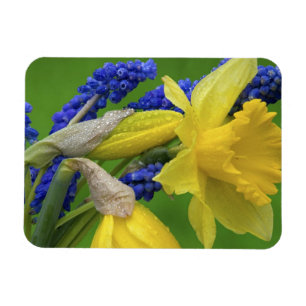 Detail of daffodil and hyacinth flowers. Credit Magnet