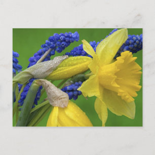 Detail of daffodil and hyacinth flowers. Credit Postcard