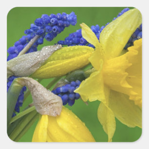 Detail of daffodil and hyacinth flowers. Credit Square Sticker