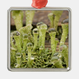 Detail of raindrops on lichen. Credit as: Don Metal Ornament