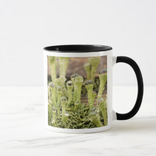 Detail of raindrops on lichen. Credit as: Don Mug
