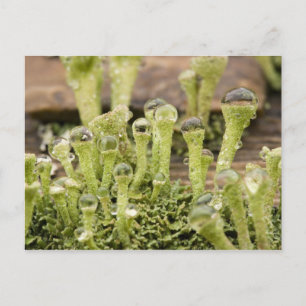 Detail of raindrops on lichen. Credit as: Don Postcard