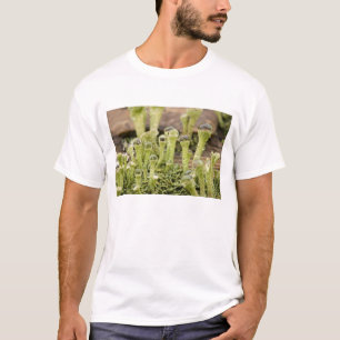 Detail of raindrops on lichen. Credit as: Don T-Shirt