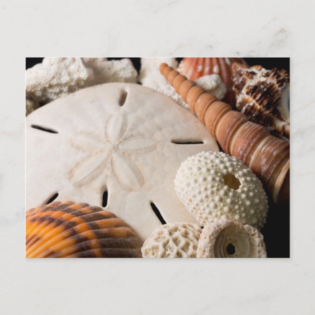 Detail Of Seashells From Around The World Postcard (Front)