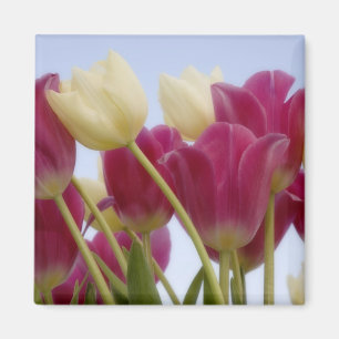 Detail of tulips. Credit as: Don Paulson / Magnet