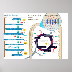 Detailed Diagram of Cellular Respiration Poster