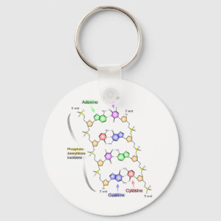 Detailed Diagram of the Chemical structure of DNA Key Ring