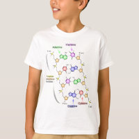 Detailed Diagram of the Chemical structure of DNA