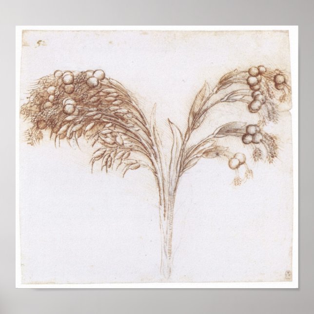 Detailed Drawing of  Long Stemmed Plant, Da Vinci Poster (Front)