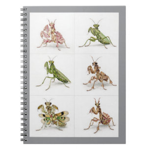 Detailed Praying Mantis Species Art Bug Lover Notebook