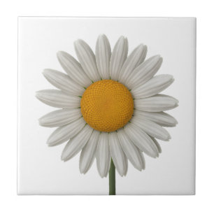 Detailed White Daisy Botanical Art Design Ceramic Tile