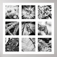 Details of Nature series - Details Poster