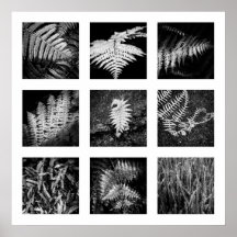 Details of Nature series - Ferns poster