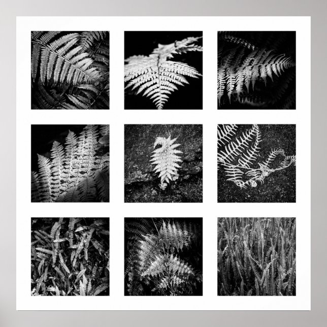 Details of Nature series - Ferns poster (Front)
