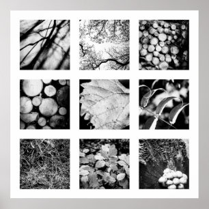 Details of Nature series - Forest poster