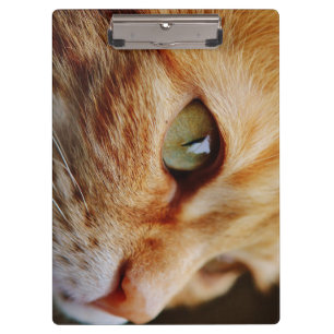 Determined Face of a Ginger Cat Clipboard