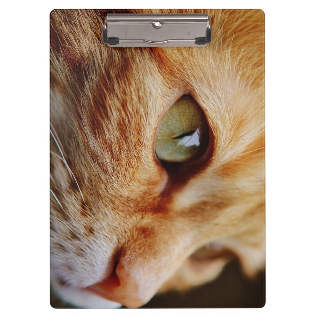 Determined Face of a Ginger Cat Clipboard (Front)