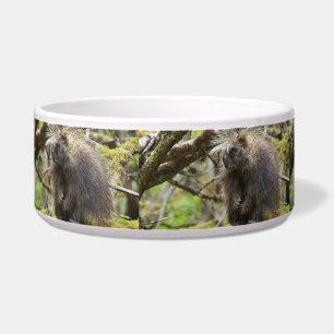 Determined Porcupine