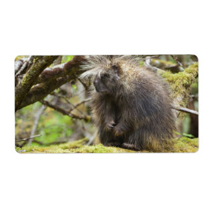 Determined Porcupine