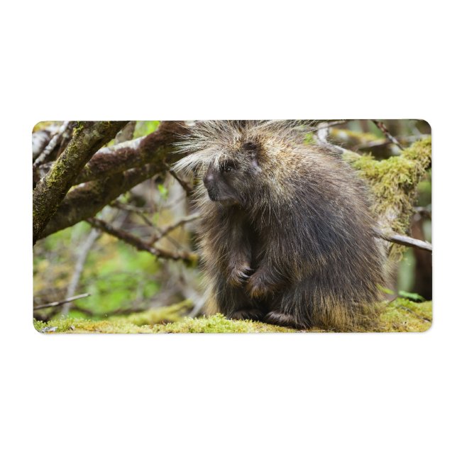 Determined Porcupine (Front)