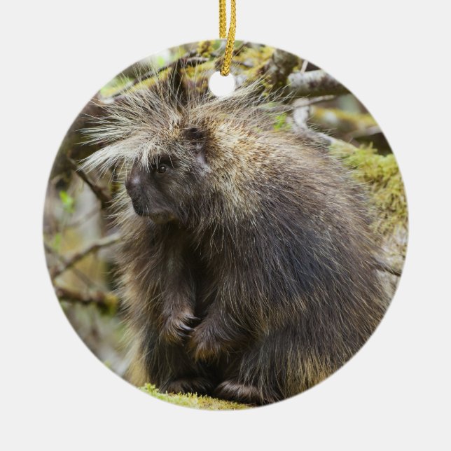 Determined Porcupine Ceramic Ornament (Front)