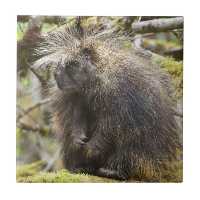 Determined Porcupine Ceramic Tile (Front)