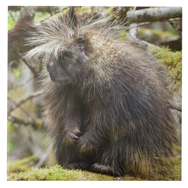 Determined Porcupine Ceramic Tile (Front)