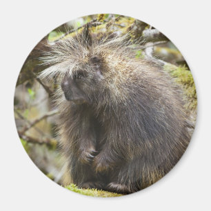 Determined Porcupine Magnet