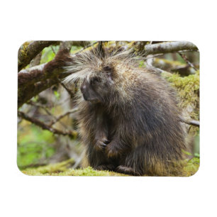Determined Porcupine Magnet