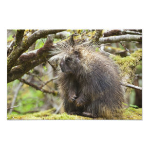 Determined Porcupine Photo Print