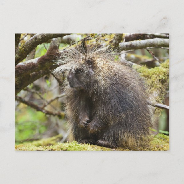 Determined Porcupine Postcard (Front)
