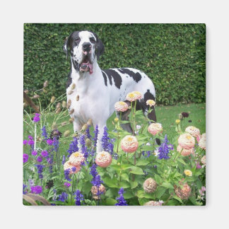 Deutsche Dogge, Great Dane, Dogs, Dogue Allemand Magnet