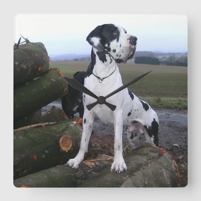 Deutsche Dogge, Great Dane, Dogs, Dogue Allemand Square Wall Clock (Front)
