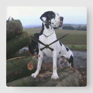 Deutsche Dogge, Great Dane, Dogs, Dogue Allemand Square Wall Clock
