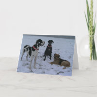 Deutsche Dogge, Great Dane, Hunde, Weihnachten