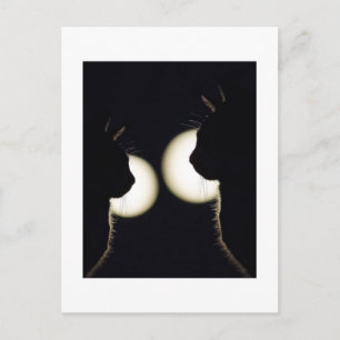 Deux chats de nuit postcard
