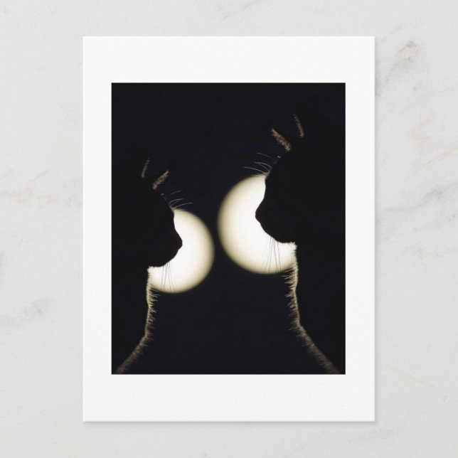 Deux chats de nuit postcard (Front)