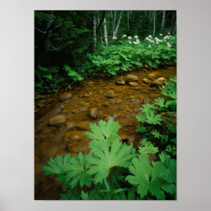 Devils Club lining a stream in Mt. Rainier Poster