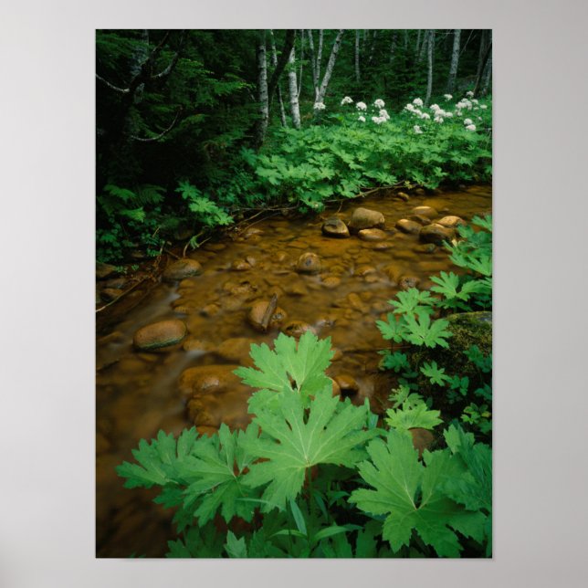 Devils Club lining a stream in Mt. Rainier Poster (Front)