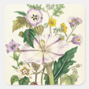 Devil's Trumpet, plate 46 from 'The Ladies' Square Sticker
