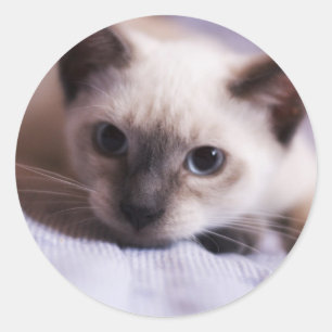 Deviously Cute Sticker