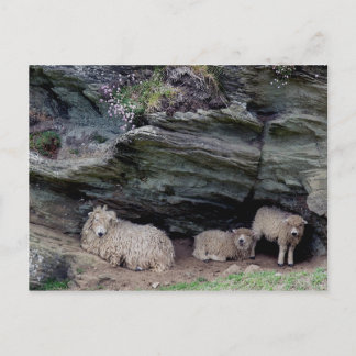 Devon Long Wool Sheep Family Sheltering Postcard