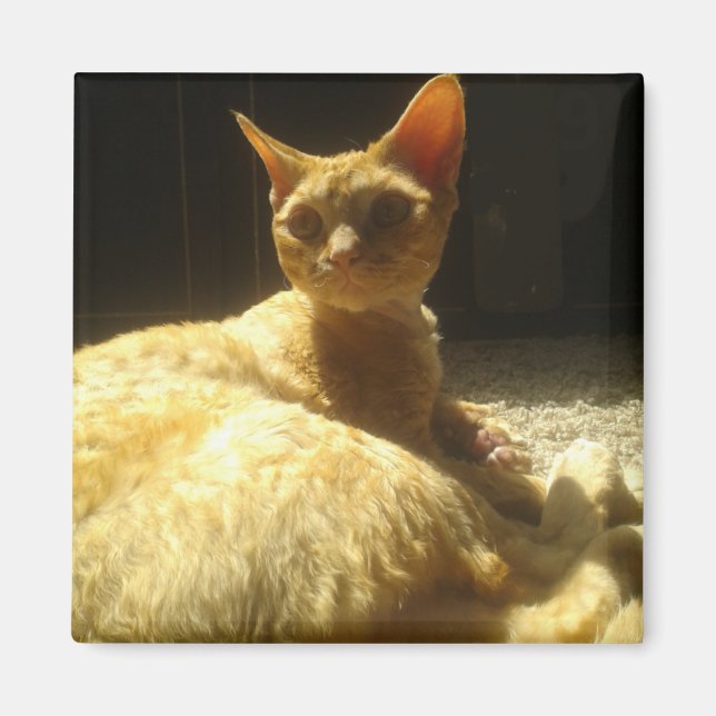 devon rex orange magnet (Front)