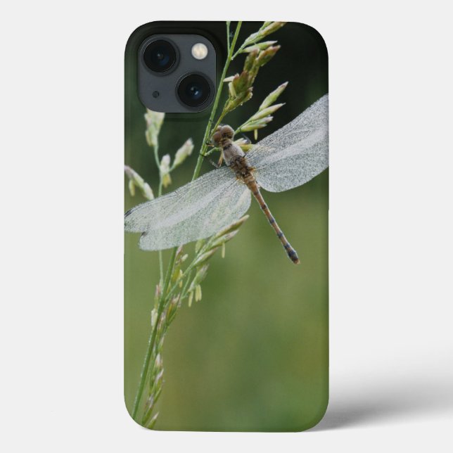 Dew covered Darner Dragonfly Case-Mate iPhone Case (Back)