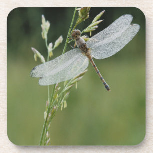 Dew covered Darner Dragonfly Coaster