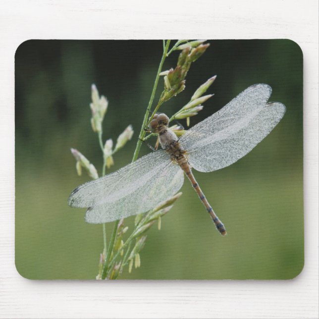 Dew covered Darner Dragonfly Mouse Pad (Front)