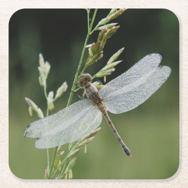 Dew covered Darner Dragonfly Square Paper Coaster (Front)