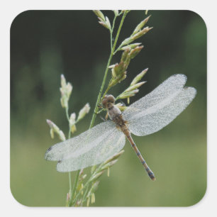 Dew covered Darner Dragonfly Square Sticker