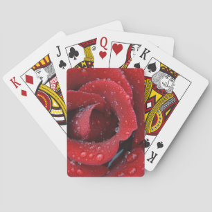Dew covered red rose decorating grave site in playing cards